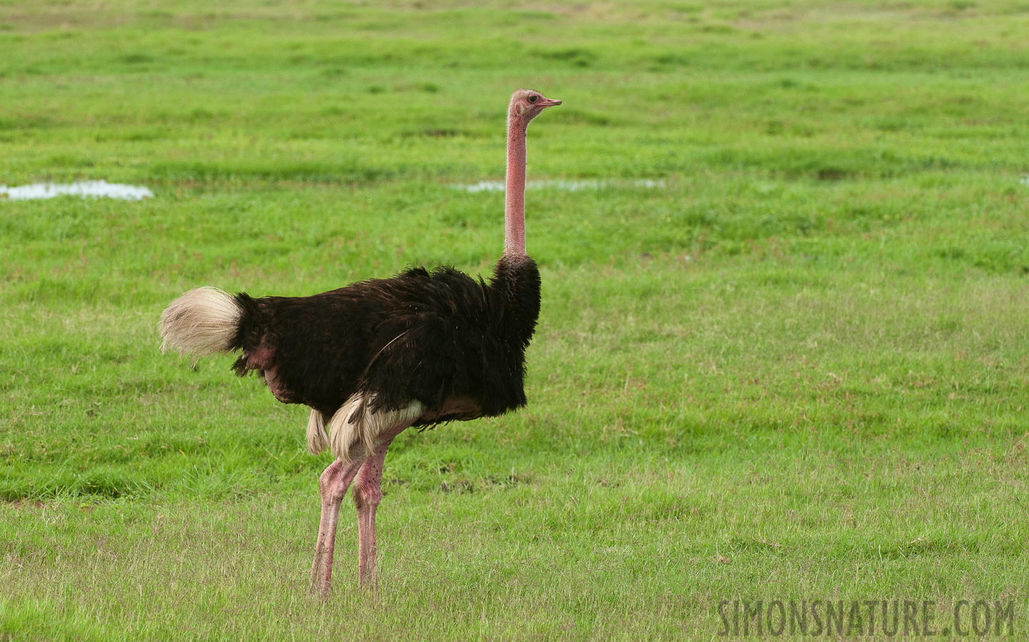 Struthio camelus massaicus [280 mm, 1/1600 sec at f / 8.0, ISO 1600]